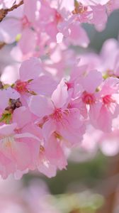 Превью обои сакура, лепестки, ветка, цветы, розовый