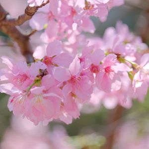 Превью обои сакура, лепестки, ветка, цветы, розовый