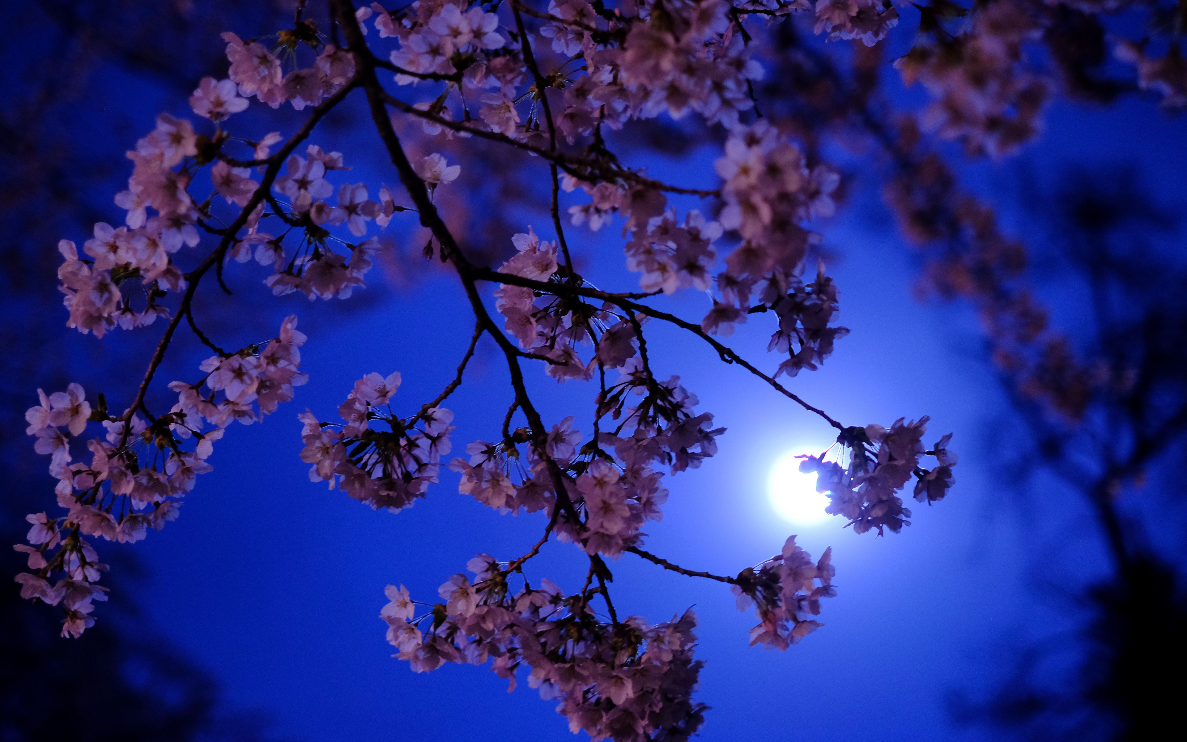 Ночь весны картинки красивые. Черри блоссом ночь. Весенняя ночь. Цветущая Сакура. Весенний сад ночью.