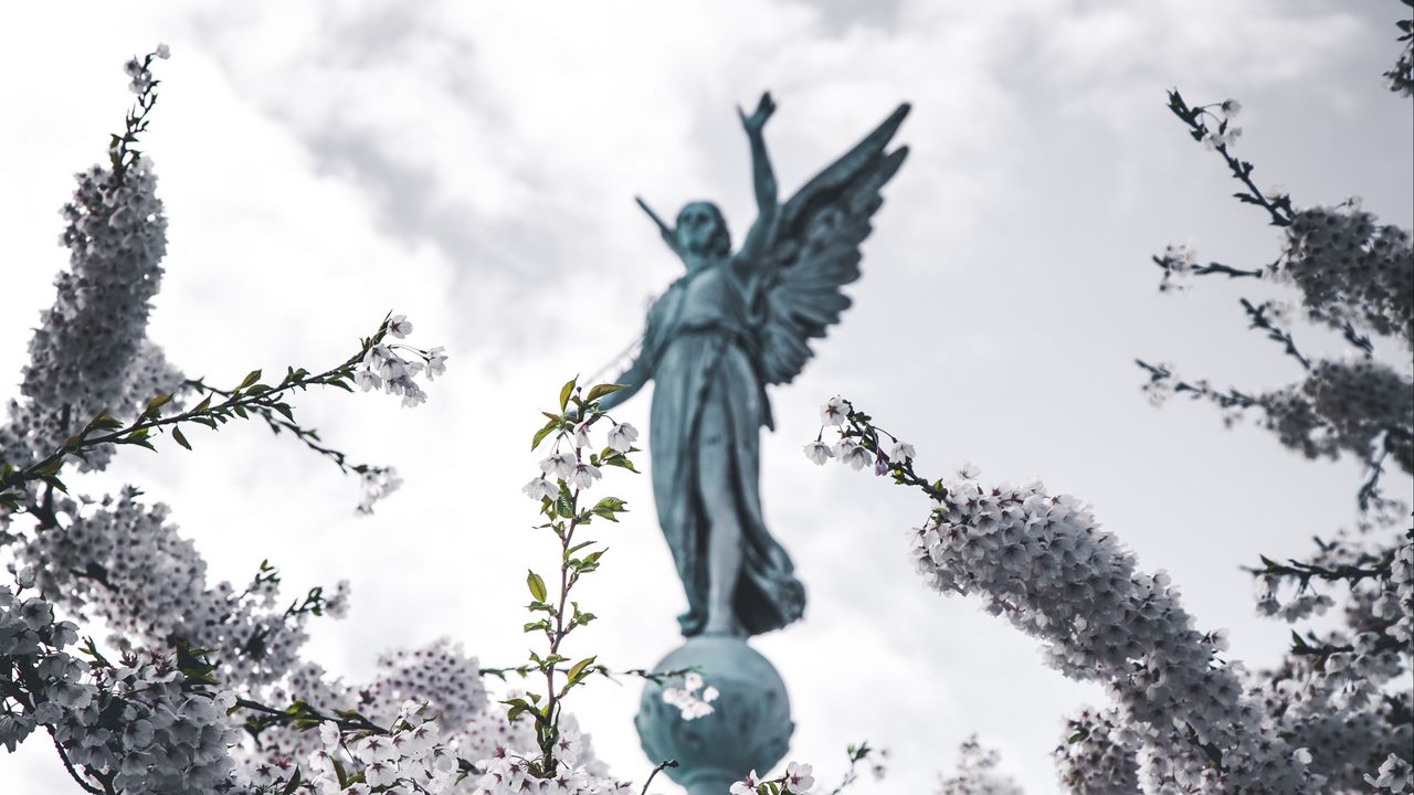 Обои сакура, статуя, ангел, цветы, цветение, ветки