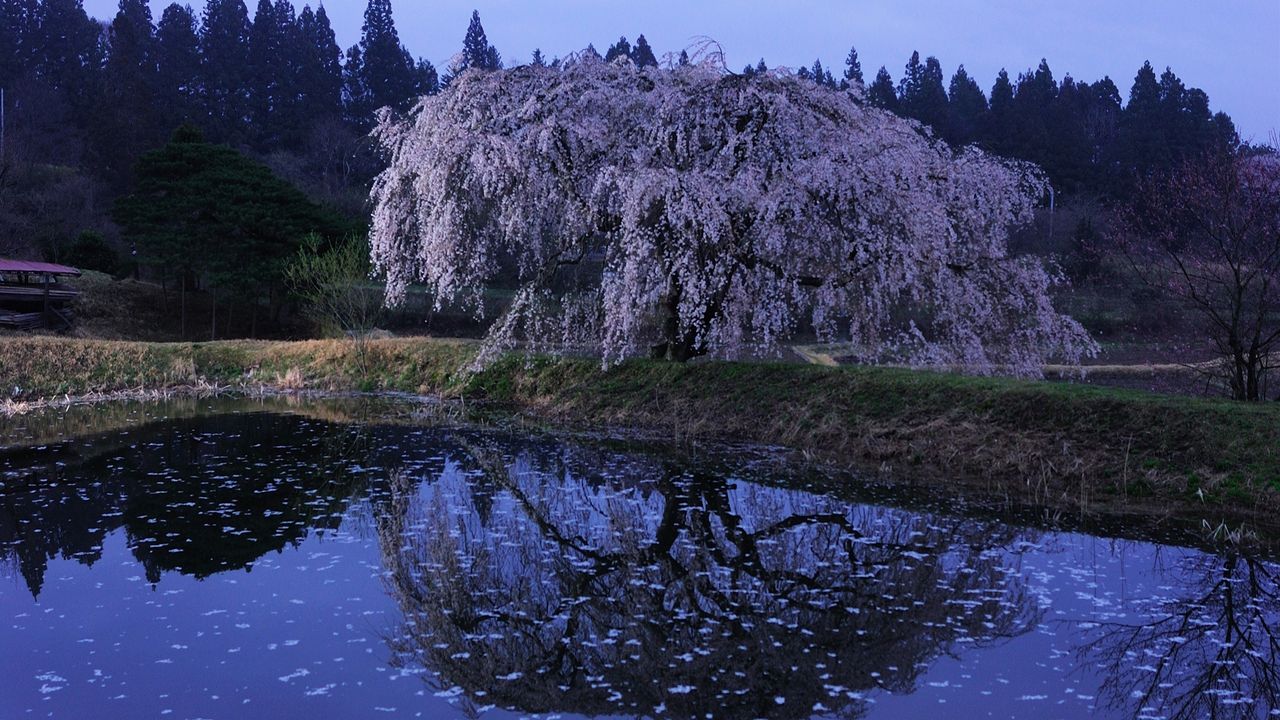 Обои сакура, сумерки, цветение, озеро, берег, ветви, лепестки, поверхность