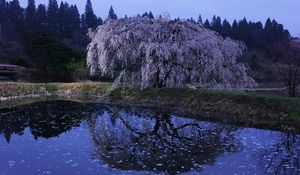 Превью обои сакура, сумерки, цветение, озеро, берег, ветви, лепестки, поверхность