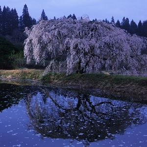 Превью обои сакура, сумерки, цветение, озеро, берег, ветви, лепестки, поверхность
