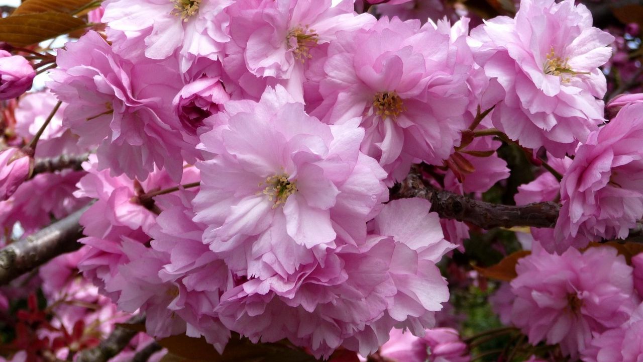Обои сакура, цветение, розовая, ветки, крупный план, весна