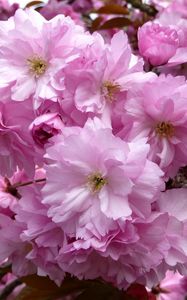 Превью обои сакура, цветение, розовая, ветки, крупный план, весна