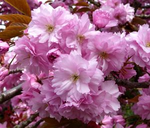 Превью обои сакура, цветение, розовая, ветки, крупный план, весна
