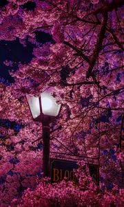 Превью обои сакура, цветет, фонарь, ночь, весна