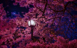 Превью обои сакура, цветет, фонарь, ночь, весна