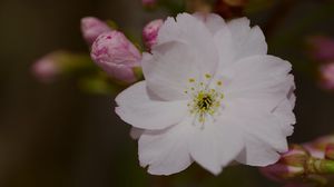 Превью обои сакура, цветок, лепестки, бутон, ветка, макро