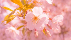 Превью обои сакура, цветок, размытие, лепестки, розовый