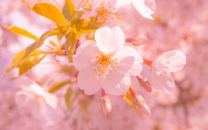 Превью обои сакура, цветок, размытие, лепестки, розовый