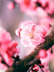Превью обои сакура, цветок, розовый, макро