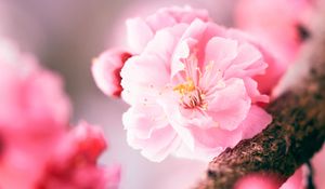 Превью обои сакура, цветок, розовый, макро