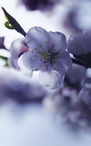 Превью обои сакура, цветок, весна, лепестки, ветка