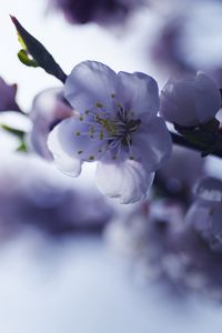 Превью обои сакура, цветок, весна, лепестки, ветка