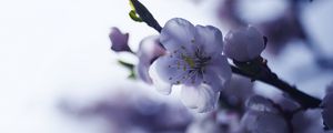 Превью обои сакура, цветок, весна, лепестки, ветка