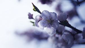 Превью обои сакура, цветок, весна, лепестки, ветка