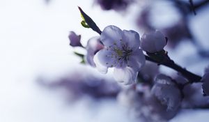 Превью обои сакура, цветок, весна, лепестки, ветка