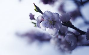 Превью обои сакура, цветок, весна, лепестки, ветка