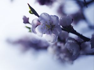 Превью обои сакура, цветок, весна, лепестки, ветка