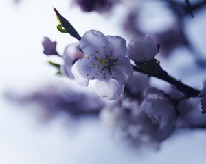 Превью обои сакура, цветок, весна, лепестки, ветка
