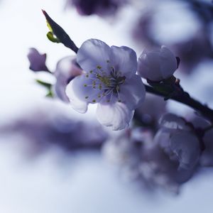 Превью обои сакура, цветок, весна, лепестки, ветка