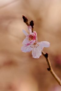 Превью обои сакура, цветок, ветка, розовый, весна