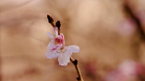 Превью обои сакура, цветок, ветка, розовый, весна