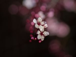 Превью обои сакура, цветы, боке