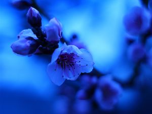 Превью обои сакура, цветы, бутон, синий, размытие