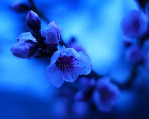Превью обои сакура, цветы, бутон, синий, размытие