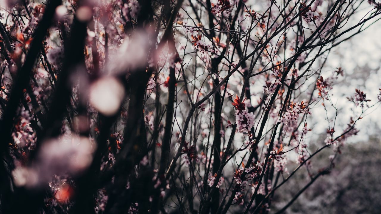 Обои сакура, цветы, деревья, весна