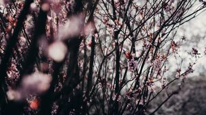 Превью обои сакура, цветы, деревья, весна