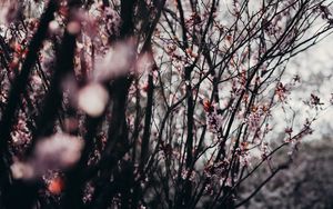 Превью обои сакура, цветы, деревья, весна