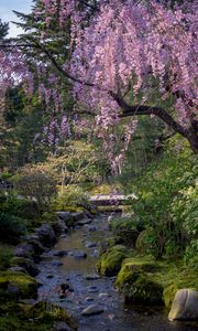 Превью обои сакура, цветы, деревья, река, камни, природа