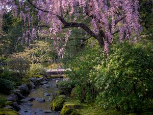 Превью обои сакура, цветы, деревья, река, камни, природа
