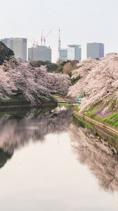 Превью обои сакура, цветы, деревья, река, здания, город