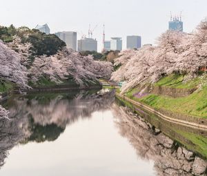 Превью обои сакура, цветы, деревья, река, здания, город