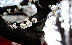 Превью обои сакура, цветы, дерево, пагода, размытие, япония