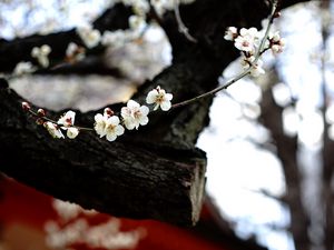 Превью обои сакура, цветы, дерево, пагода, размытие, япония