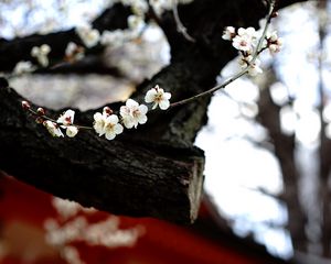 Превью обои сакура, цветы, дерево, пагода, размытие, япония