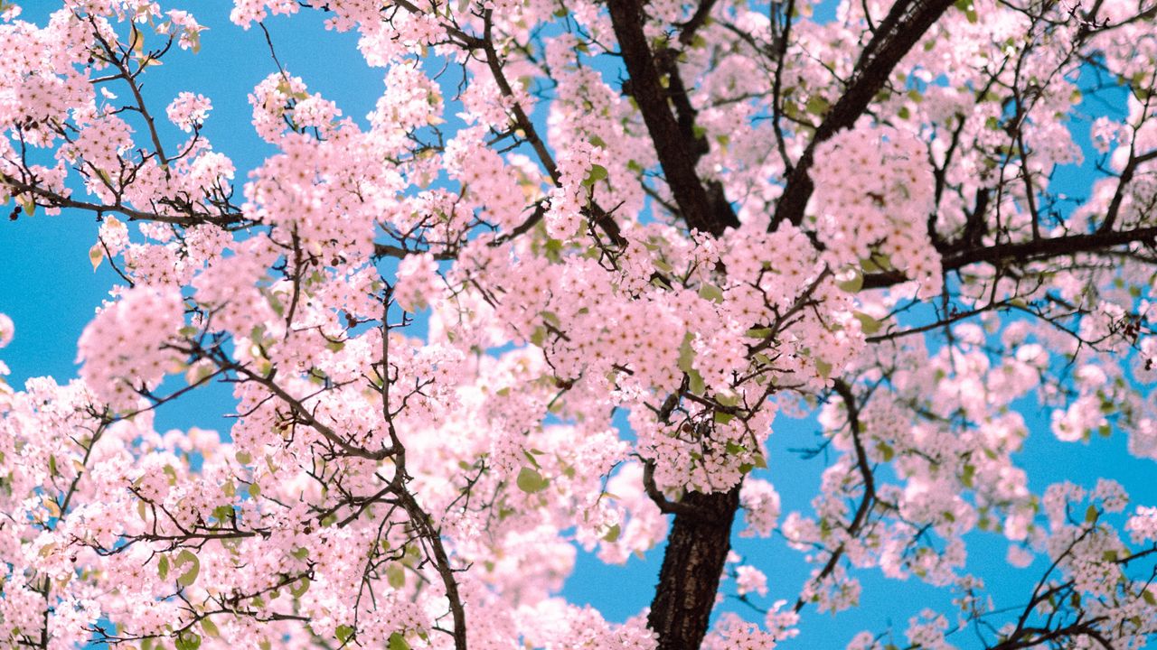 Обои сакура, цветы, дерево, ветки, весна, розовый
