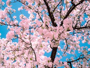 Превью обои сакура, цветы, дерево, ветки, весна, розовый