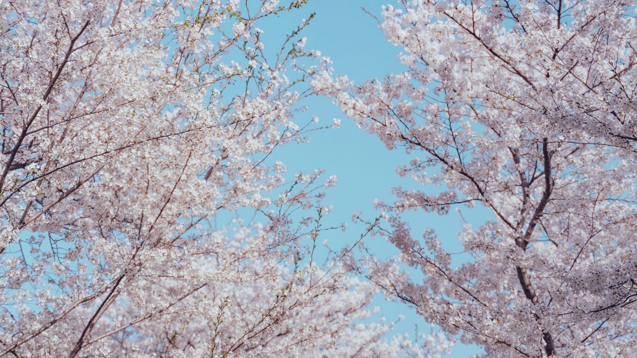 Обои сакура, цветы, дерево, ветки, весна