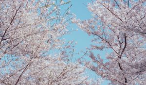 Превью обои сакура, цветы, дерево, ветки, весна