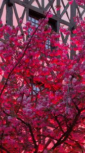 Превью обои сакура, цветы, дерево, розовый
