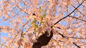 Превью обои сакура, цветы, дерево, ветки, вид снизу