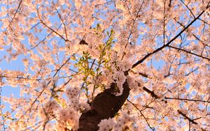 Превью обои сакура, цветы, дерево, ветки, вид снизу