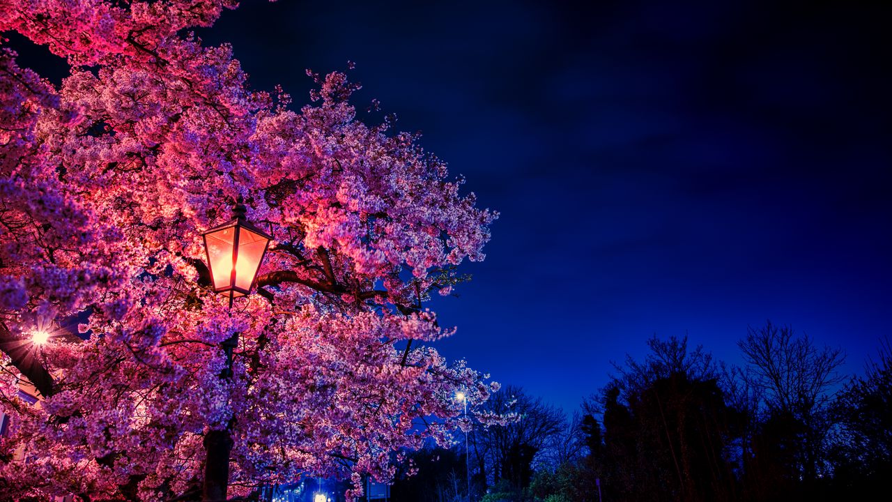 Обои сакура, цветы, фонарь, цветет, вечер, весна