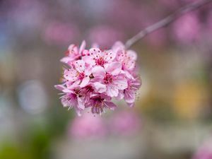 Превью обои сакура, цветы, лепестки, розовый, ветка, размытие
